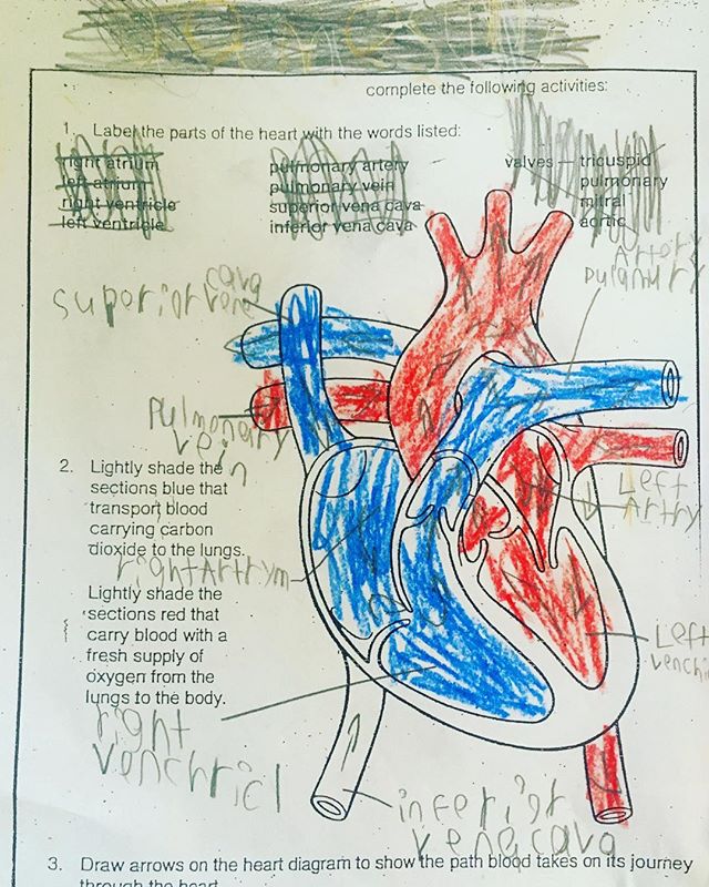 Cardiology.
So easy even an eight year old can ace the exam. 😳😳😳